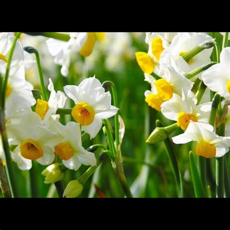 水仙竹風水|幸運を呼び込む花である水仙の花風水 